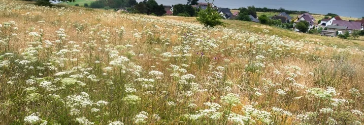 Blumenwiese vor Küstenlandschaft
